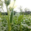 Sowing and planting