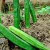 Article image for: Proper <i class="tbold">soil</i> preparation
