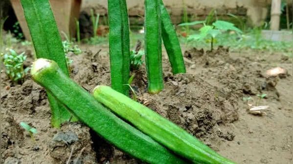 Proper soil preparation