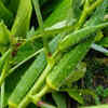 Article image for: Timing and quality of seeds