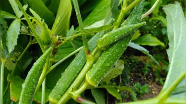 Timing and quality of seeds