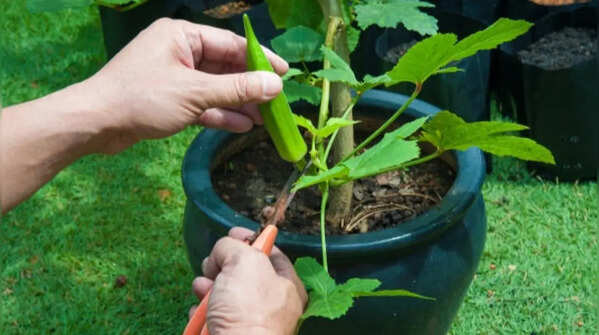 How to grow ladyfinger plants at home (Simple step-by-step guide for beginners)