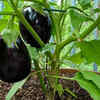 Article image for: Brinjal can be produced steadily