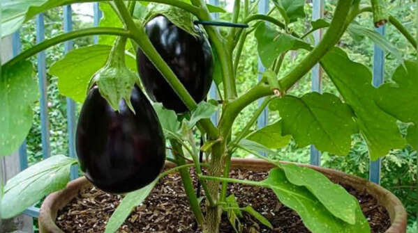 Brinjal can be produced steadily