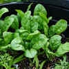 Spinach can be harvested immediately