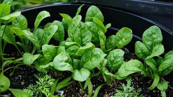 Spinach can be harvested immediately