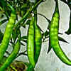 Article image for: Green chillies for compact space