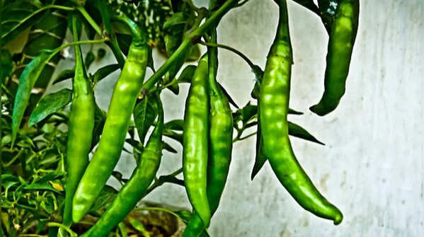 Green chillies for compact space