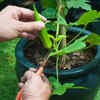 Ladyfinger (okra) is easy to maintain
