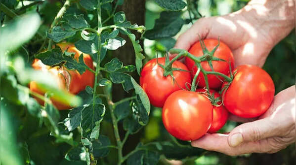 Tomatoes to be cooked in everyday dishes