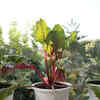 Article image for: 5 Indian summer vegetables you can grow in a pot at home