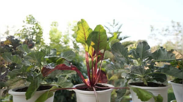 5 Indian summer vegetables you can grow in a pot at home