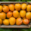 Article image for: <i class="tbold">mango</i>