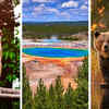 Article image for: 5 powerful animals that define Yellowstone National Park’s wilderness