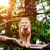 The Mountain Lion