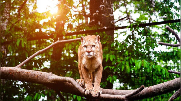 The Mountain Lion