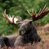 The Moose