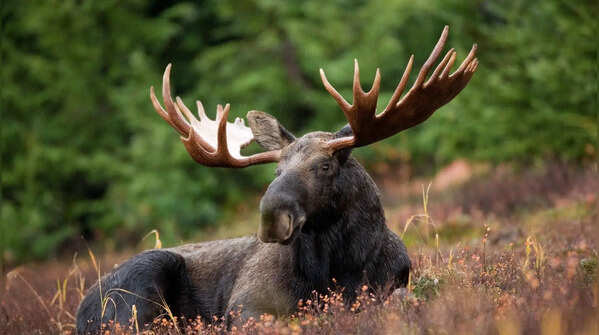 The Moose