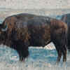 Article image for: The American Bison