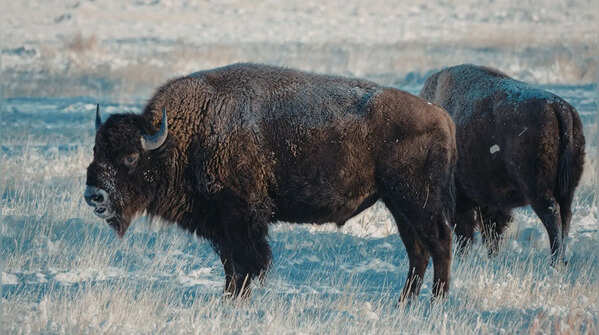The American Bison