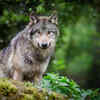 The Grey Wolf