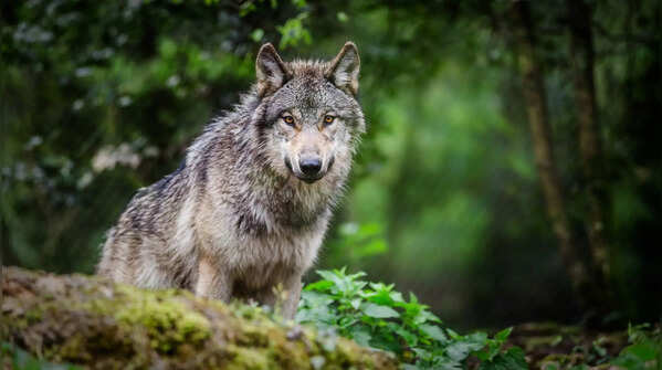 The Grey Wolf