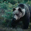 The Grizzly Bear