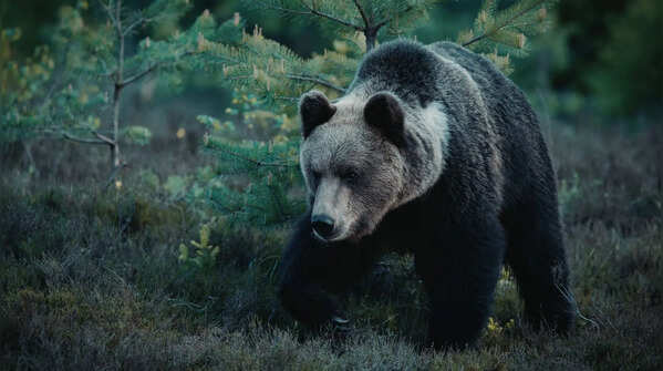 The Grizzly Bear