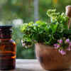 Article image for: Essential oils are natural <i class="tbold">insect repellent</i>s