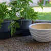 Plant pest repellent herbs