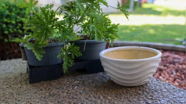 Plant pest repellent herbs