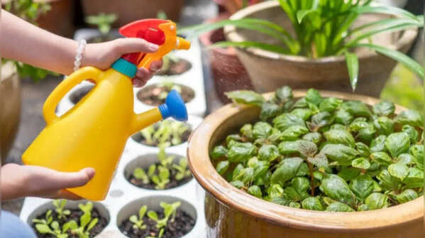 7 natural ways to remove pests from home and garden
