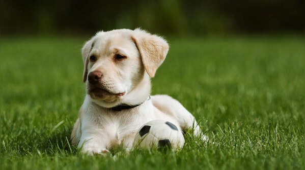 Labrador Retriever