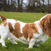 Basset Hound