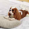 Article image for: Cavalier King <i class="tbold">Charle</i>s Spaniel
