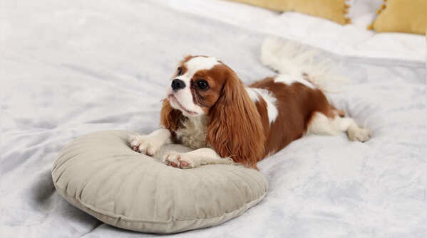 Cavalier King Charles Spaniel