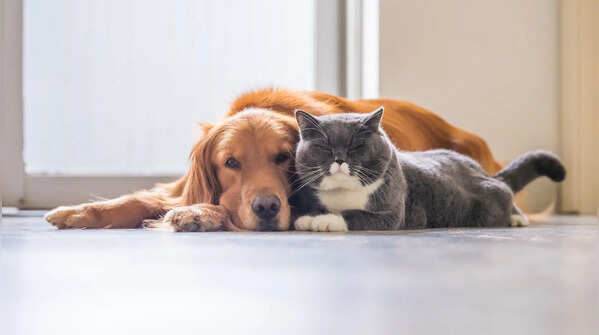 5 gentle dog breeds that actually love living with cats