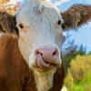 Interesting facts about cows: 10 surprising signs they’re smarter than ...