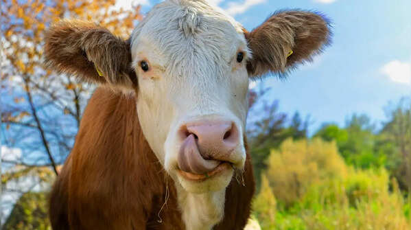 Cows have 32 teeth, like humans