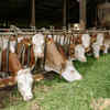 Interesting facts about cows: 10 surprising signs they’re smarter than ...