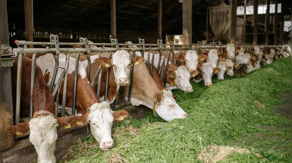 Cows have a unique way of grazing