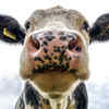 Interesting facts about cows: 10 surprising signs they’re smarter than ...
