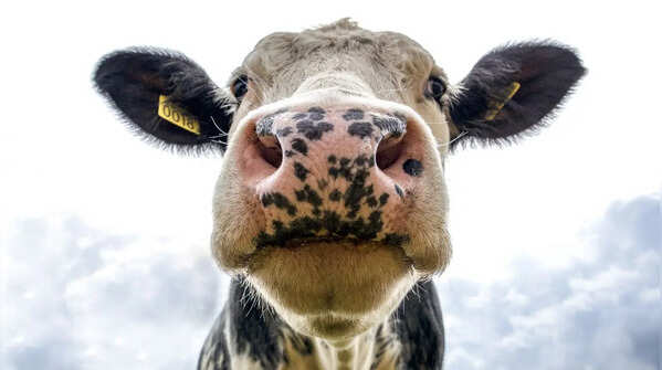 Cows can smell things up to 5 miles away
