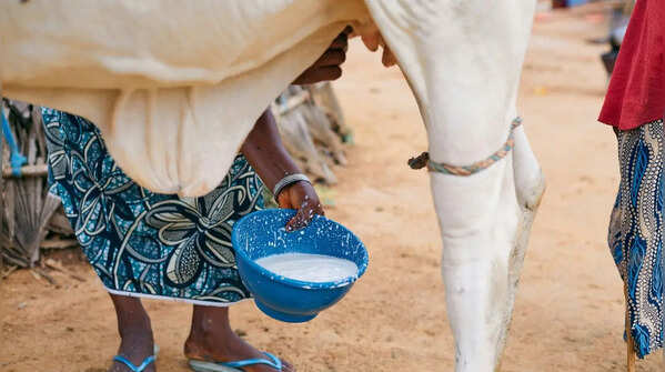 Cows are massive milk producers