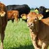 Article image for: Cows have the best <i class="tbold">friends</i>