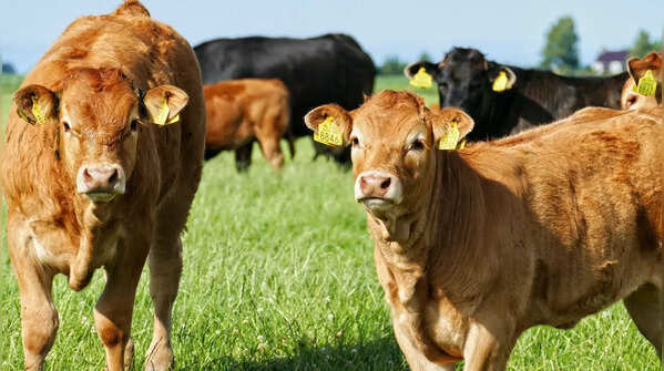 Cows have the best friends