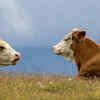 Article image for: Cows have a magical digestive system