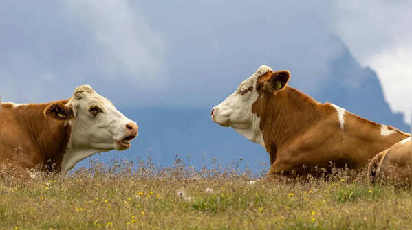 Cows have a magical digestive system