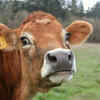 Cows have much better vision than humans