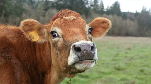 Cows have much better vision than humans